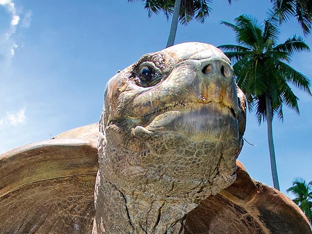 Galapagos - Gala zwierząt